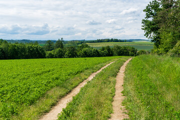 Fototapeta na wymiar blue sky and dirt road in wheaten field, czech