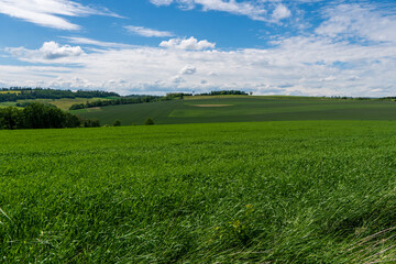 Panoramic rural landscape with idyllic vast green barley fields on hills and trails as lines leading to trees on the horizon, with deep blue sky and fluffy white clouds
