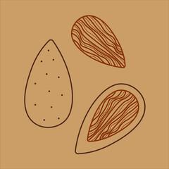Vector hand drawn pattern with almonds for packaging, textile, interior, background and other designs