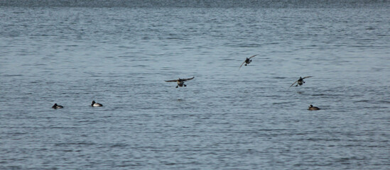 Scaup Duck