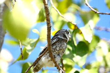 owl on a branch