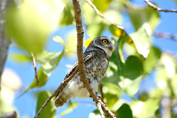 owl on a branch