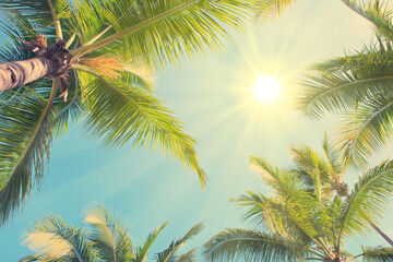 Fototapeta na wymiar Sunshine between green palm trees. Travel background.