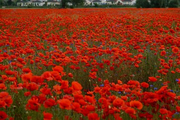 Red poppies fields
