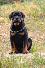 Dog on a walk in the yard. Rottweiler puppy walking in the garden. Portrait of a pet on the background of a garden with flowers. Rottweiler in nature.
