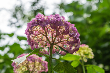 紫陽花裏から見る風景