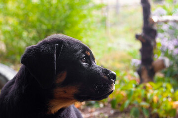 Dog on a walk in the yard. Rottweiler puppy walking in the garden. Portrait of a pet on the background of a garden with flowers. Rottweiler in nature.