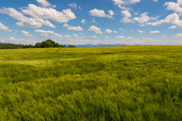 Fototapeta na wymiar Green wheat field on blue sky background