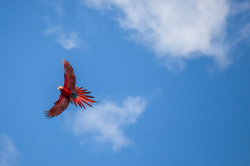 Red parrot in flight against a blue sky with white clouds in the Suriname jungle