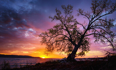 Leaning Tree at Sunrise on the Lake