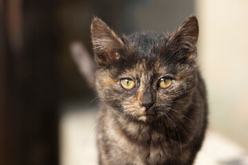 Portrait of a small kitten on the street. Cat on a walk in the yard in the city. An animal with an unusual purposeful look. The pet walks alone.