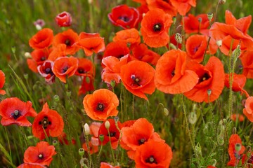 Red poppies fields