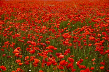 Red poppies fields