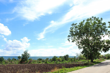 Green trees planted along the 