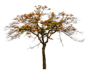 Autumn tree isolated on white background. Yellow red orange leaves. Suitable for use in architectural design or Decoration work. Used with natural articles both on print and website.