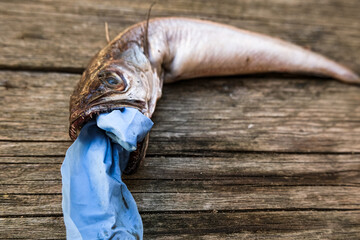 Ocean Cod fish dead eating plastic disposal medical glove garbage waste,animal ecosystem pollution...