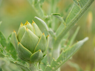 Freschissimi fiori di carciofo nell'orto a chilometro zero