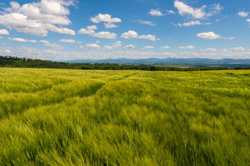 Fototapeta na wymiar Panoramic rural landscape with idyllic vast green barley fields on hills and trails as lines leading to trees on the horizon, with deep blue sky and fluffy white clouds