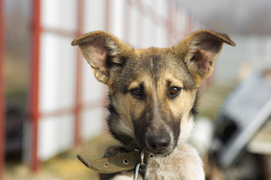 A dog without a breed from a shelter for homeless animals. A mongrel with character. With a sad look. With big ears.