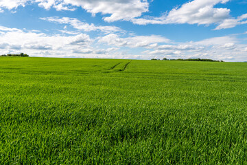 Fototapeta premium Panoramic rural landscape with idyllic vast green barley fields on hills and trails as lines leading to trees on the horizon, with deep blue sky and fluffy white clouds