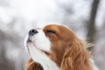 Cavalier King Charles Spaniel on the background of a winter forest. Portrait of a dog with beautiful fur on a cold winter day. Small dog in nature.