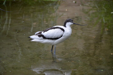 Pied avocet ( Recurvirostra avosetta ) in Frankfurt zoo