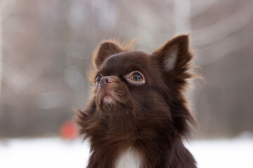 Portrait of a dog on the background of a winter forest. Portrait of a brown Chihuahua on a frosty day in nature.