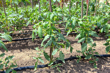 garden with cultivated tomatoes plants , greenhouse production business