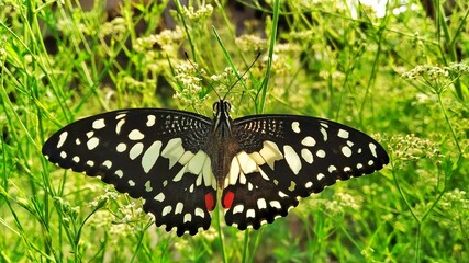 A beautiful colorful butterfly in the garden parsley(Dhaniya field) field. 