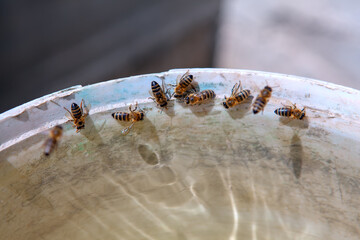 close up image of drinking water bees