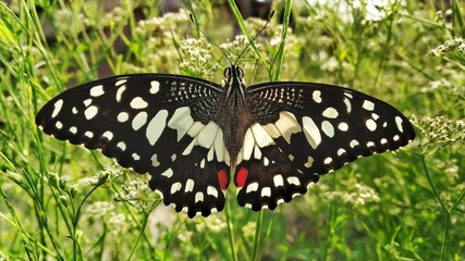 A beautiful colorful butterfly in the garden parsley(Dhaniya field) field. 