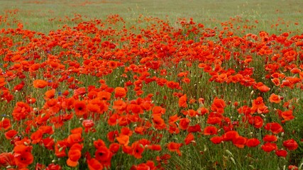 Red poppies fields