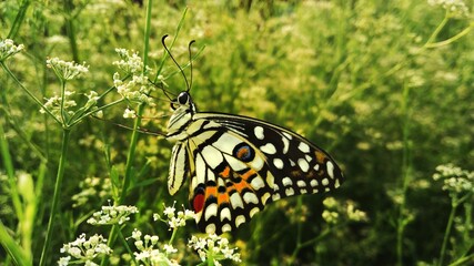 A beautiful colorful butterfly in the garden parsley(Dhaniya field) field. 