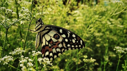 A beautiful colorful butterfly in the garden parsley(Dhaniya field) field. 