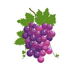 1 Vector illustration of fresh bunch of purple grapes on white background