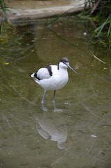Pied avocet ( Recurvirostra avosetta ) in Frankfurt zoo