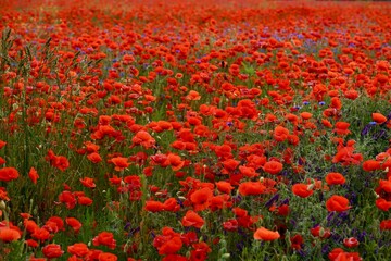 Red poppies fields