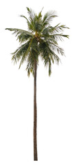 Beautiful coconut tree isolated on white background. Suitable for use in architectural design or Decoration work.