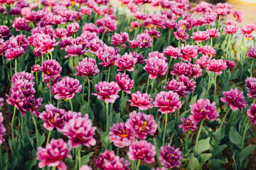 Beautiful pink burgundy tulip in the park