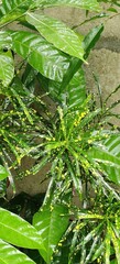 green fern leaves