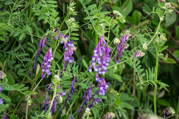 lavandula. flores moradas y lilas sobre fondo verde