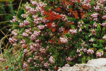 Beautiful southern plant in the mountains