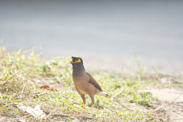 Obraz premium bird on a ground