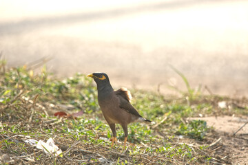 bird on a ground