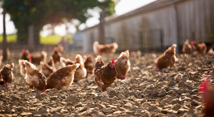 Poulet fermier élevé en plein air dans la nature.