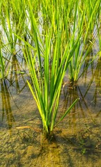 Single rice plant in the farm. Rice is a tropical climate crop that can grow from sea level to an...