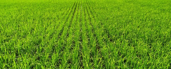 green rice field planted in SRI (row by row) system. © Sushanta