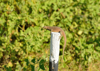 Lava lizard resting on a trail post, taken on Espanola Island, Galapagos.