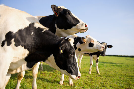 Troupeau de vache en campagne dans la nature au printemps.