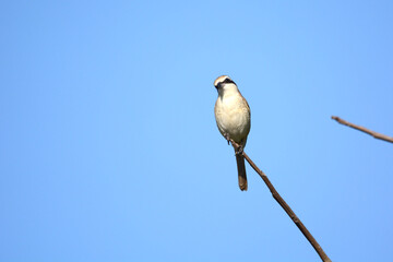 bird on a branch